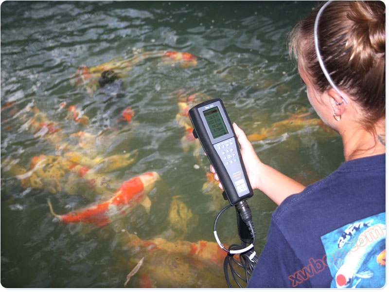 YSI ProODO Ossigometro portatile fluorescente Ossigometro senza restrizioni di velocità/precalentamento